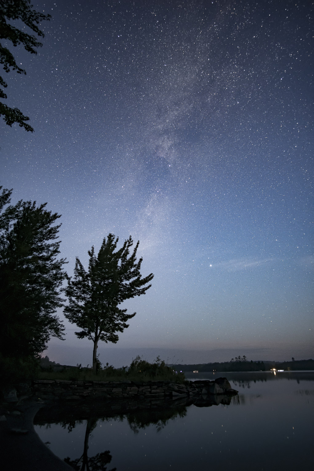 The milky way rises up in the blue morning above a maple at the edge of a lake